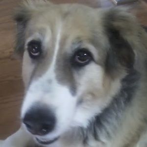 Meet your Posher, Sam